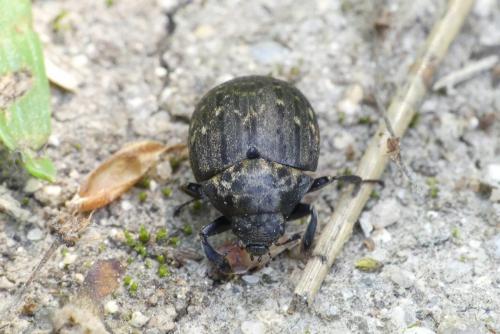Byrrhus sp.